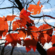 Illustration for article titled Shooting Challenge Fall Leaves Gallery 2